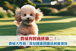 News: 貴婦狗智商排第二！貴婦犬性格| 5種常見健康問題及飼養須知 